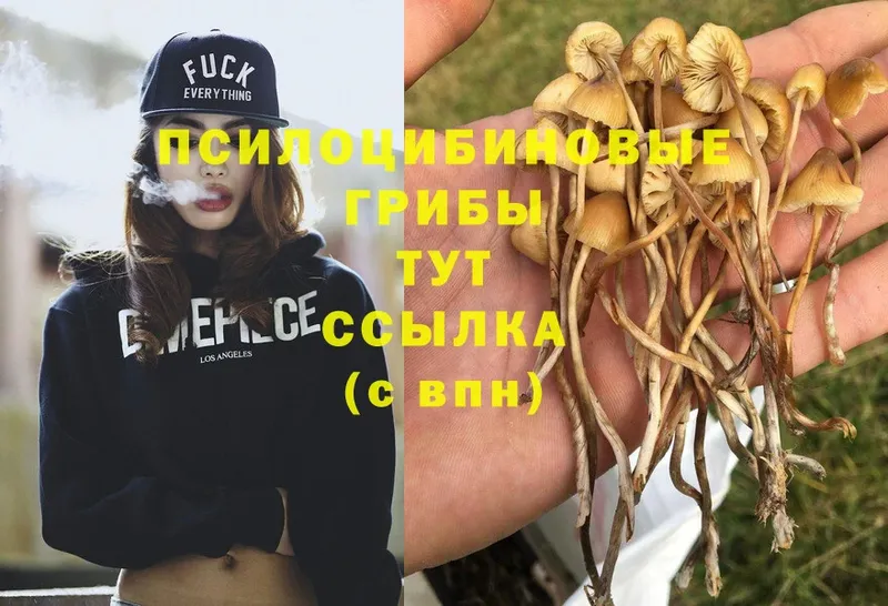 Галлюциногенные грибы Psilocybe  купить закладку  сайты даркнета какой сайт  Дно 